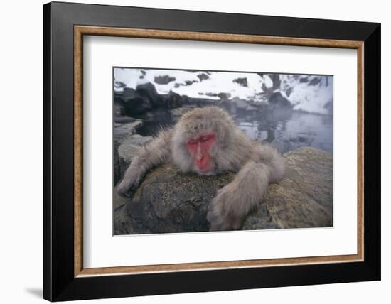 Japanese Macaque Relaxing in Hot Spring-DLILLC-Framed Photographic Print