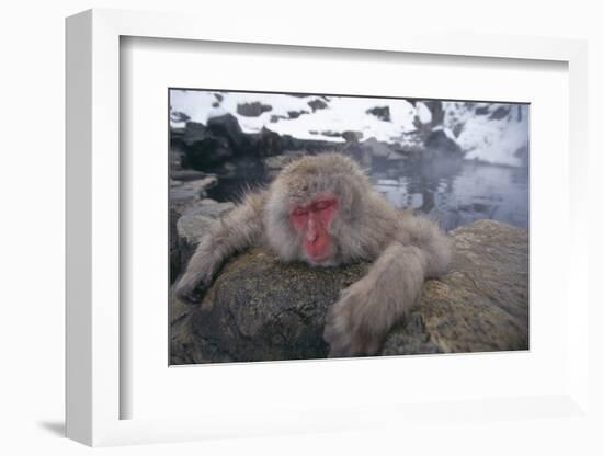 Japanese Macaque Relaxing in Hot Spring-DLILLC-Framed Photographic Print