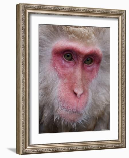 Japanese Macaque, Snow Monkey, Joshin-Etsu National Park, Honshu, Japan-Gavin Hellier-Framed Photographic Print