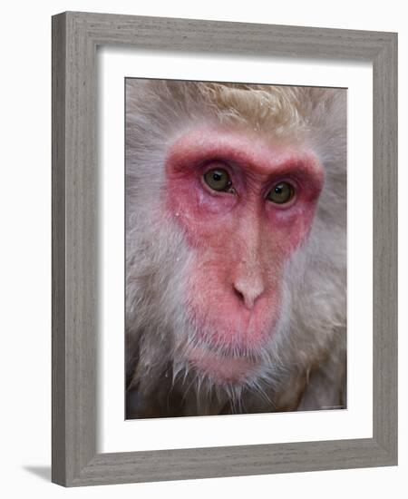 Japanese Macaque, Snow Monkey, Joshin-Etsu National Park, Honshu, Japan-Gavin Hellier-Framed Photographic Print