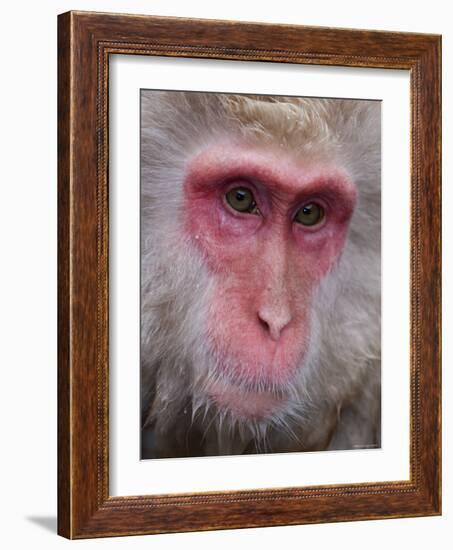 Japanese Macaque, Snow Monkey, Joshin-Etsu National Park, Honshu, Japan-Gavin Hellier-Framed Photographic Print