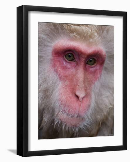 Japanese Macaque, Snow Monkey, Joshin-Etsu National Park, Honshu, Japan-Gavin Hellier-Framed Photographic Print