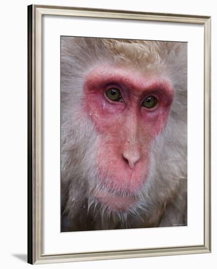 Japanese Macaque, Snow Monkey, Joshin-Etsu National Park, Honshu, Japan-Gavin Hellier-Framed Photographic Print