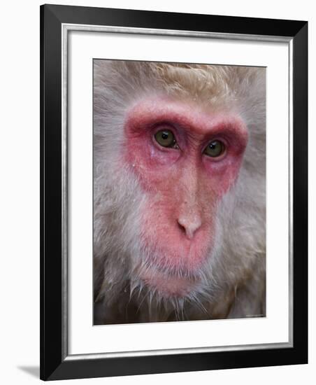 Japanese Macaque, Snow Monkey, Joshin-Etsu National Park, Honshu, Japan-Gavin Hellier-Framed Photographic Print