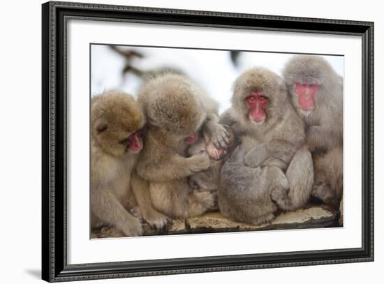 Japanese Macaque, Snow Monkey, Joshin-etsu NP, Honshu, Japan-Peter Adams-Framed Photographic Print