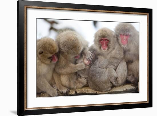 Japanese Macaque, Snow Monkey, Joshin-etsu NP, Honshu, Japan-Peter Adams-Framed Photographic Print