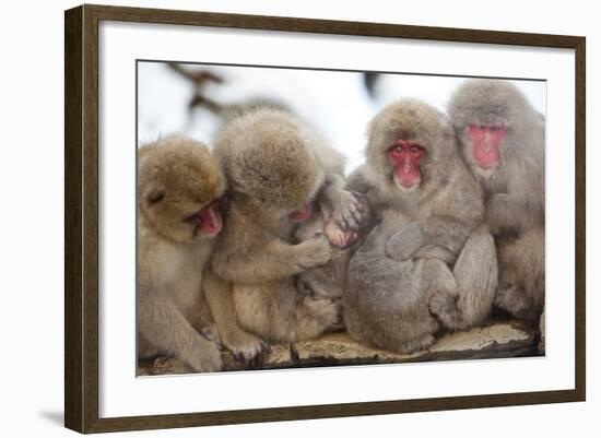 Japanese Macaque, Snow Monkey, Joshin-etsu NP, Honshu, Japan-Peter Adams-Framed Photographic Print