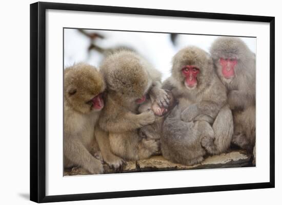 Japanese Macaque, Snow Monkey, Joshin-etsu NP, Honshu, Japan-Peter Adams-Framed Photographic Print