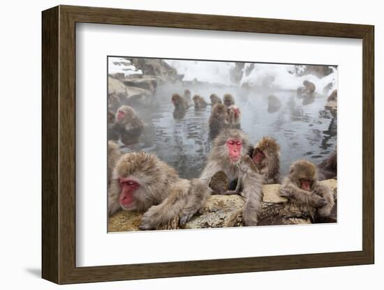 Japanese Macaque, Snow Monkey, Joshin-etsu NP, Honshu, Japan-Peter Adams-Framed Photographic Print