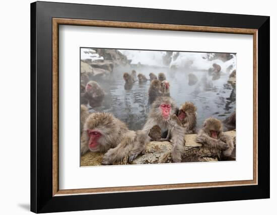 Japanese Macaque, Snow Monkey, Joshin-etsu NP, Honshu, Japan-Peter Adams-Framed Photographic Print