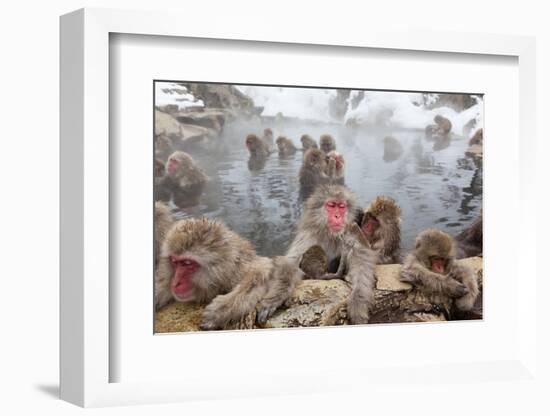 Japanese Macaque, Snow Monkey, Joshin-etsu NP, Honshu, Japan-Peter Adams-Framed Photographic Print