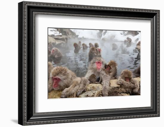 Japanese Macaque, Snow Monkey, Joshin-etsu NP, Honshu, Japan-Peter Adams-Framed Photographic Print