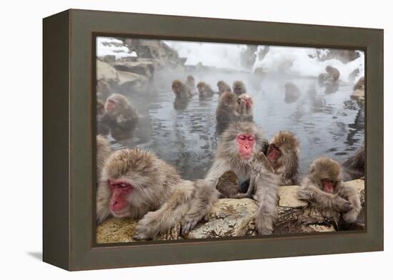 Japanese Macaque, Snow Monkey, Joshin-etsu NP, Honshu, Japan-Peter Adams-Framed Premier Image Canvas