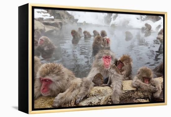 Japanese Macaque, Snow Monkey, Joshin-etsu NP, Honshu, Japan-Peter Adams-Framed Premier Image Canvas