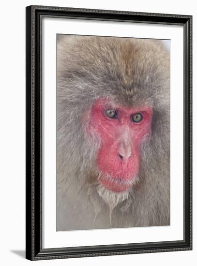 Japanese Macaque, Snow Monkey, Joshin-etsu NP, Honshu, Japan-Peter Adams-Framed Photographic Print