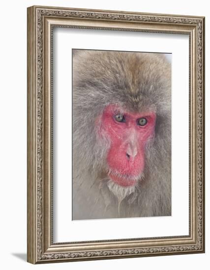 Japanese Macaque, Snow Monkey, Joshin-etsu NP, Honshu, Japan-Peter Adams-Framed Photographic Print