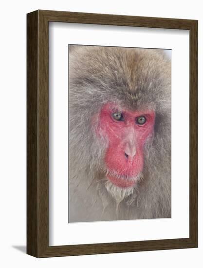 Japanese Macaque, Snow Monkey, Joshin-etsu NP, Honshu, Japan-Peter Adams-Framed Photographic Print