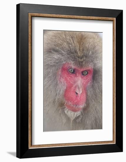 Japanese Macaque, Snow Monkey, Joshin-etsu NP, Honshu, Japan-Peter Adams-Framed Photographic Print