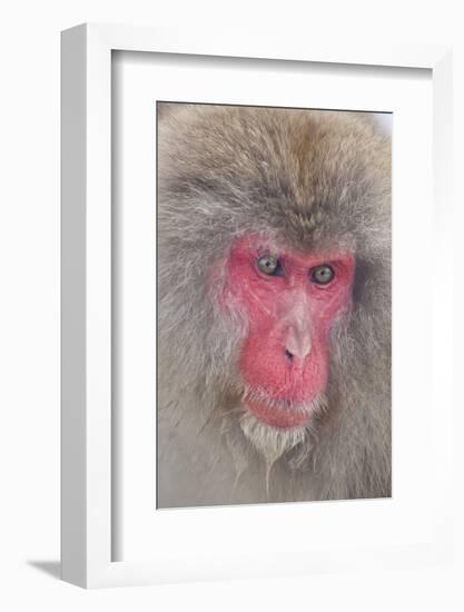 Japanese Macaque, Snow Monkey, Joshin-etsu NP, Honshu, Japan-Peter Adams-Framed Photographic Print