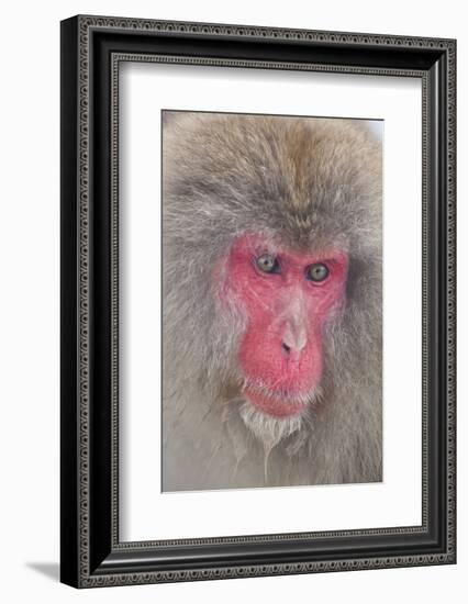 Japanese Macaque, Snow Monkey, Joshin-etsu NP, Honshu, Japan-Peter Adams-Framed Photographic Print