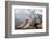 Japanese Macaque, Snow Monkey, Joshin-etsu NP, Honshu, Japan-Peter Adams-Framed Photographic Print