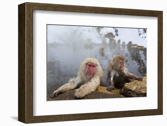 Japanese Macaque, Snow Monkey, Joshin-etsu NP, Honshu, Japan-Peter Adams-Framed Photographic Print