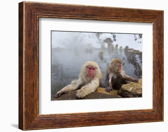 Japanese Macaque, Snow Monkey, Joshin-etsu NP, Honshu, Japan-Peter Adams-Framed Photographic Print