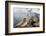 Japanese Macaque, Snow Monkey, Joshin-etsu NP, Honshu, Japan-Peter Adams-Framed Photographic Print