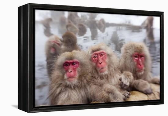 Japanese Macaque, Snow Monkey, Joshin-etsu NP, Honshu, Japan-Peter Adams-Framed Premier Image Canvas