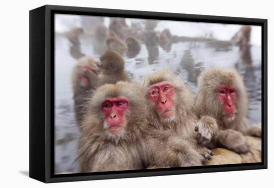 Japanese Macaque, Snow Monkey, Joshin-etsu NP, Honshu, Japan-Peter Adams-Framed Premier Image Canvas