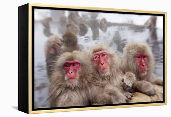 Japanese Macaque, Snow Monkey, Joshin-etsu NP, Honshu, Japan-Peter Adams-Framed Premier Image Canvas