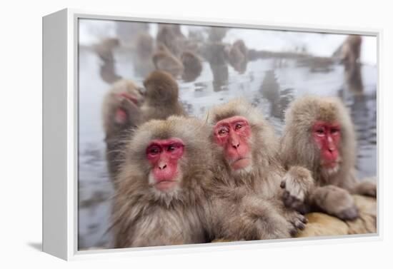Japanese Macaque, Snow Monkey, Joshin-etsu NP, Honshu, Japan-Peter Adams-Framed Premier Image Canvas