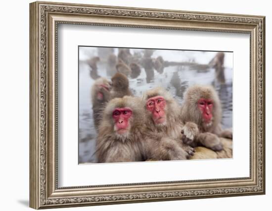 Japanese Macaque, Snow Monkey, Joshin-etsu NP, Honshu, Japan-Peter Adams-Framed Photographic Print