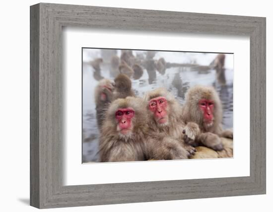 Japanese Macaque, Snow Monkey, Joshin-etsu NP, Honshu, Japan-Peter Adams-Framed Photographic Print