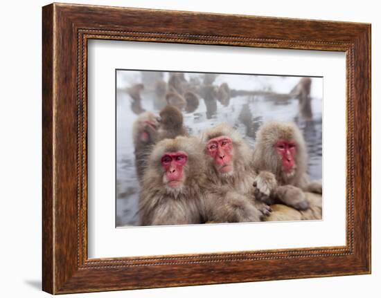 Japanese Macaque, Snow Monkey, Joshin-etsu NP, Honshu, Japan-Peter Adams-Framed Photographic Print