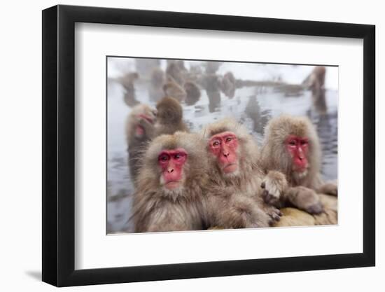 Japanese Macaque, Snow Monkey, Joshin-etsu NP, Honshu, Japan-Peter Adams-Framed Photographic Print