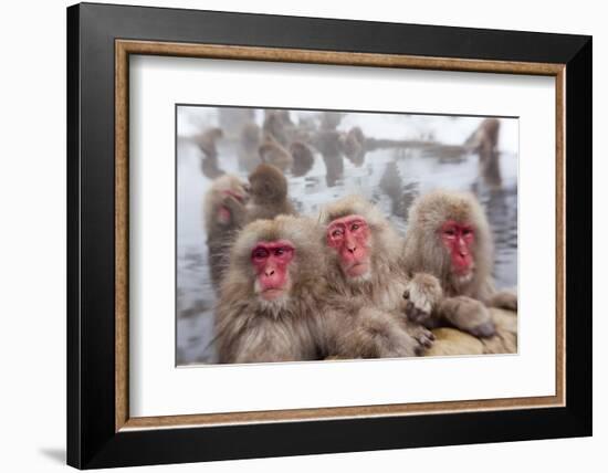 Japanese Macaque, Snow Monkey, Joshin-etsu NP, Honshu, Japan-Peter Adams-Framed Photographic Print