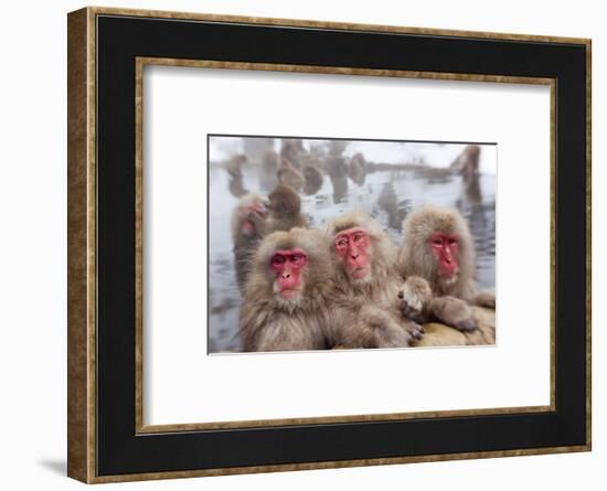 Japanese Macaque, Snow Monkey, Joshin-etsu NP, Honshu, Japan-Peter Adams-Framed Photographic Print