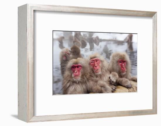 Japanese Macaque, Snow Monkey, Joshin-etsu NP, Honshu, Japan-Peter Adams-Framed Photographic Print