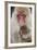 Japanese Macaque, Snow Monkey, Joshin-etsu NP, Honshu, Japan-Peter Adams-Framed Photographic Print