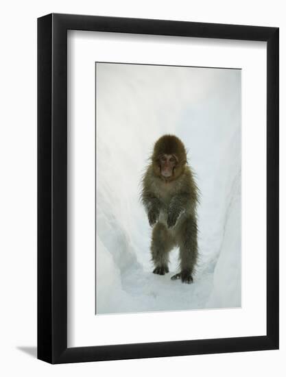 Japanese Macaque - Snow Monkey (Macaca Fuscata) 8-Month-Old Monkey Walking Through Thick Snow-Yukihiro Fukuda-Framed Photographic Print