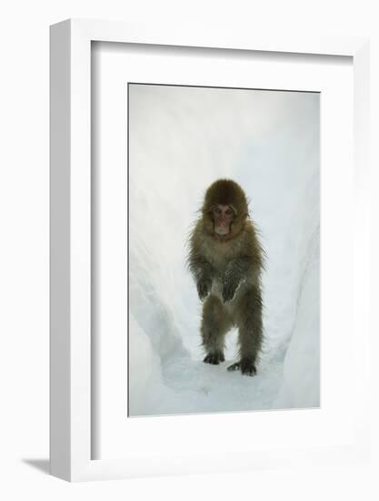 Japanese Macaque - Snow Monkey (Macaca Fuscata) 8-Month-Old Monkey Walking Through Thick Snow-Yukihiro Fukuda-Framed Photographic Print