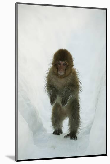 Japanese Macaque - Snow Monkey (Macaca Fuscata) 8-Month-Old Monkey Walking Through Thick Snow-Yukihiro Fukuda-Mounted Photographic Print