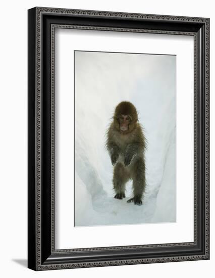 Japanese Macaque - Snow Monkey (Macaca Fuscata) 8-Month-Old Monkey Walking Through Thick Snow-Yukihiro Fukuda-Framed Photographic Print