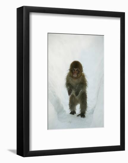 Japanese Macaque - Snow Monkey (Macaca Fuscata) 8-Month-Old Monkey Walking Through Thick Snow-Yukihiro Fukuda-Framed Photographic Print
