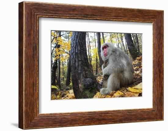 Japanese Macaque - Snow Monkey (Macaca Fuscata) Female with Young in Autumn Woodland-Yukihiro Fukuda-Framed Photographic Print