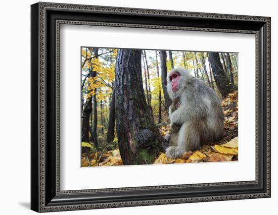 Japanese Macaque - Snow Monkey (Macaca Fuscata) Female with Young in Autumn Woodland-Yukihiro Fukuda-Framed Photographic Print