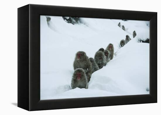 Japanese Macaque - Snow Monkey (Macaca Fuscata) Group Walking Along Snow Trail in Heavy Snow-Yukihiro Fukuda-Framed Premier Image Canvas