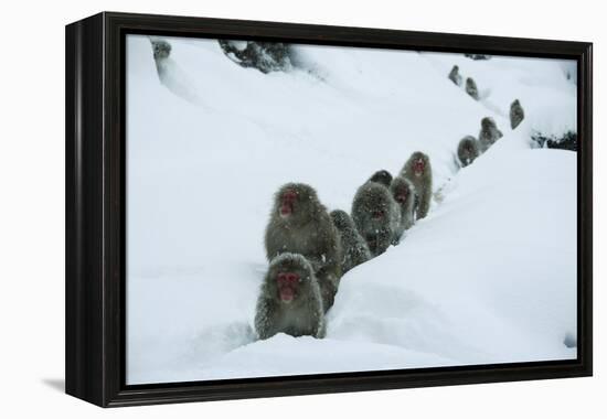 Japanese Macaque - Snow Monkey (Macaca Fuscata) Group Walking Along Snow Trail in Heavy Snow-Yukihiro Fukuda-Framed Premier Image Canvas