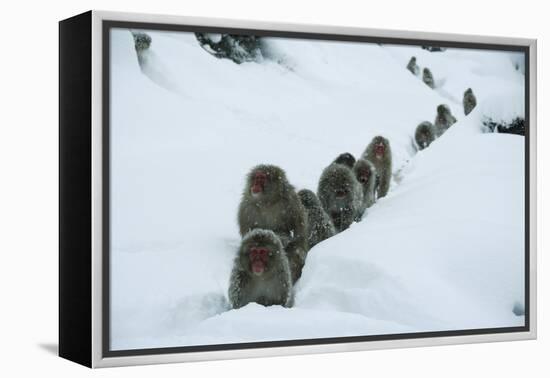 Japanese Macaque - Snow Monkey (Macaca Fuscata) Group Walking Along Snow Trail in Heavy Snow-Yukihiro Fukuda-Framed Premier Image Canvas